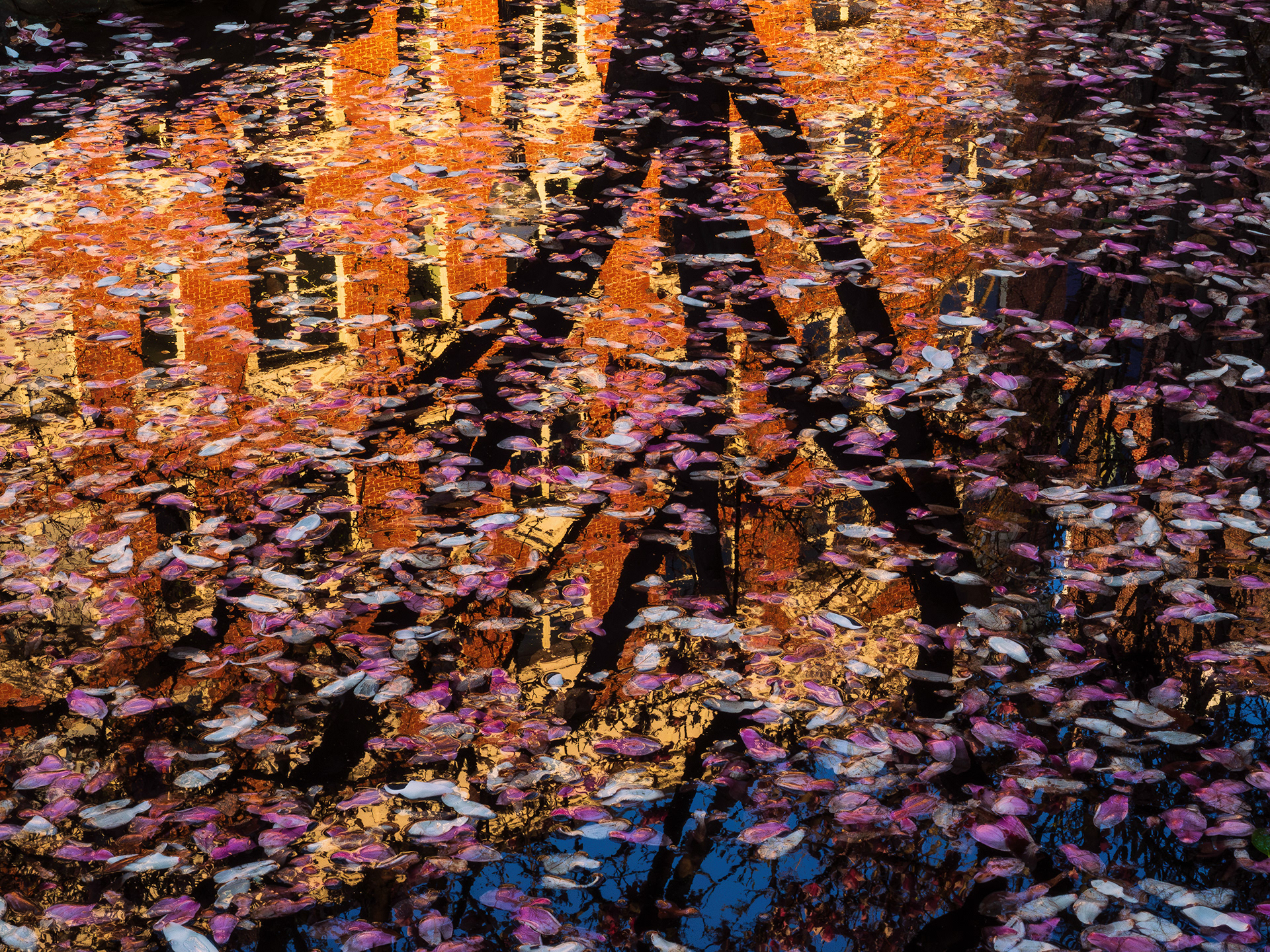 Knoxville, TN (USA).-101