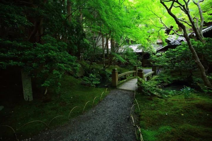 庭院满青苔，极美！-57