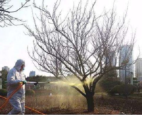 春季花园维护攻略，打造美丽庭院-35