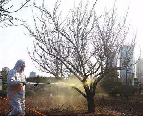 春季花园维护攻略,打造美丽庭院-35