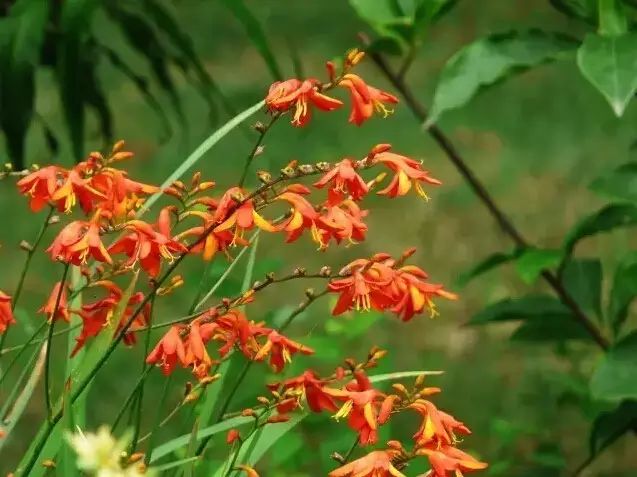 花境设计常用 60 种植物，让花园变得绚丽多彩-11