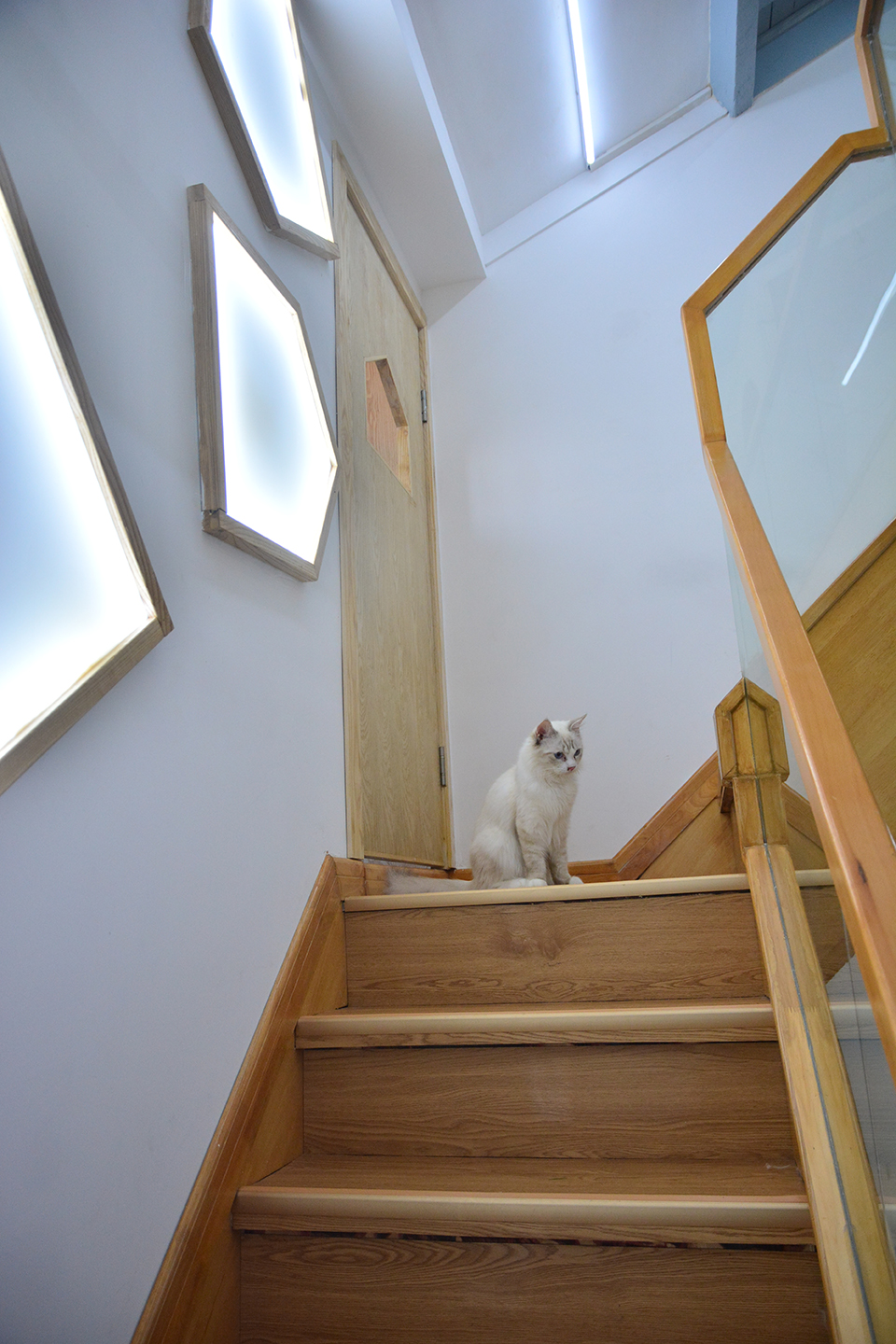 猫之一隅 · 上海撸猫馆设计丨中国上海丨平介设计-74