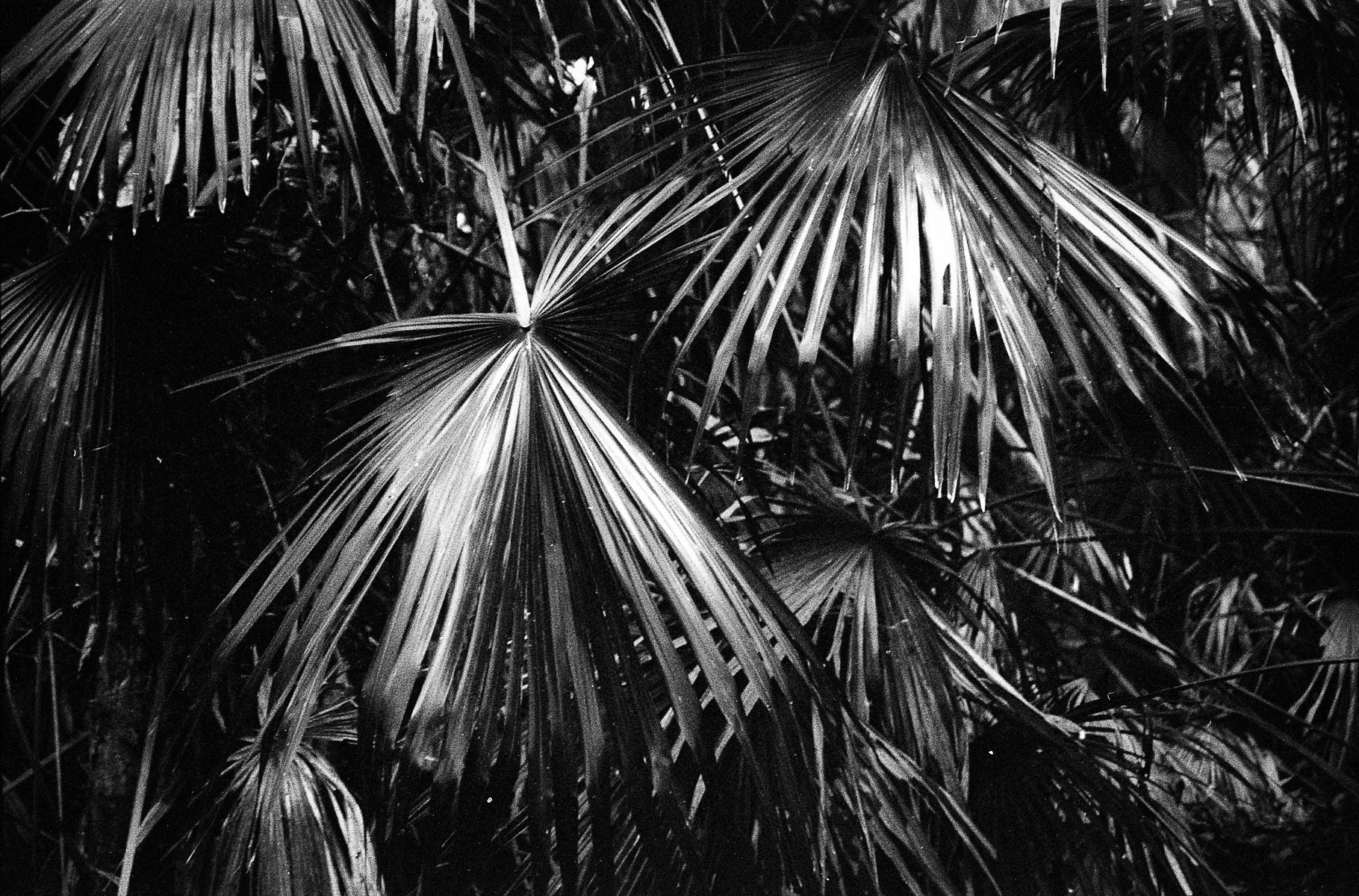 Images From Near Home - Fomapan 400-2