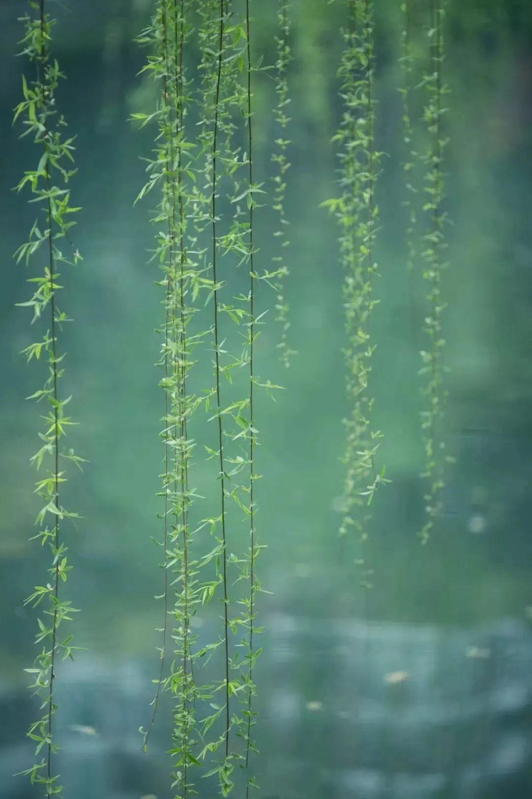 春日新绿,生活的温柔艺术-24