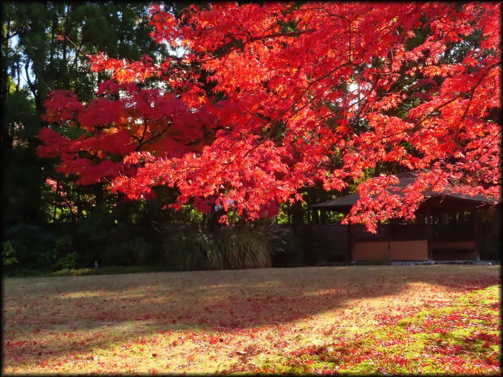对龙山庄庭园丨日本京都丨七代目小川治兵衛-34