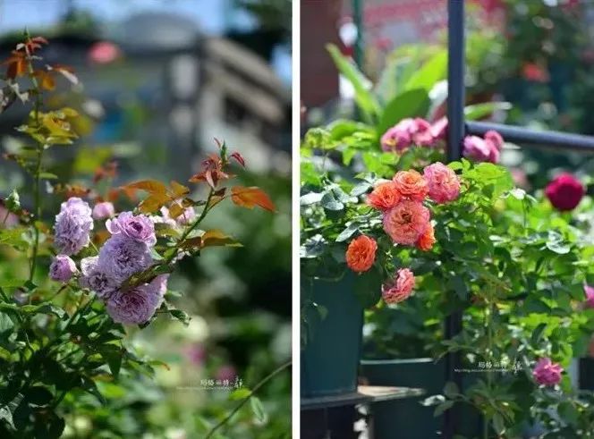 她在楼顶悄悄建了一座梦想花园，美翻了！这才是把日子过成诗的样子-187