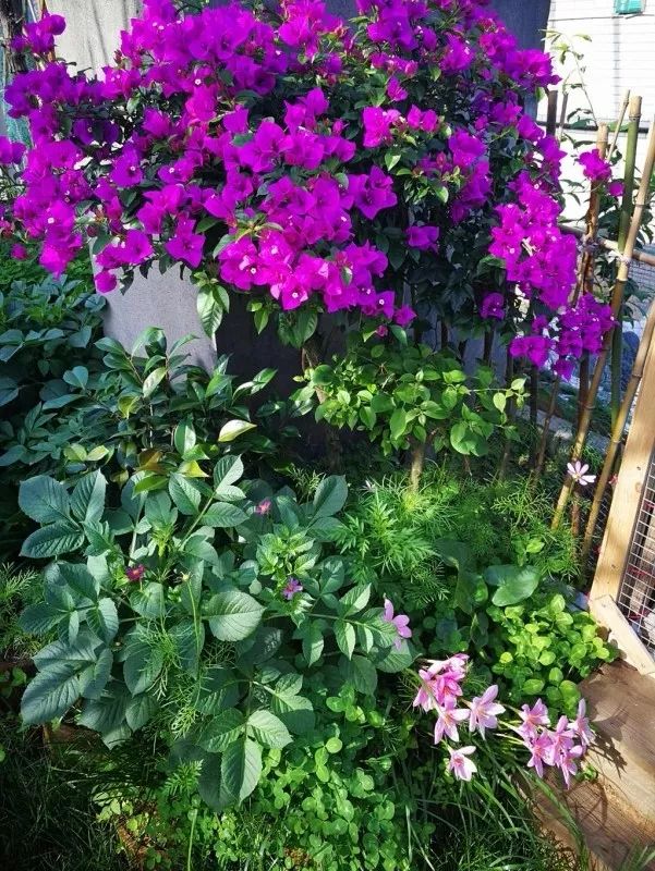 不惑之年，他自己动手建了一座楼顶花园，养花种菜喂鱼……-92