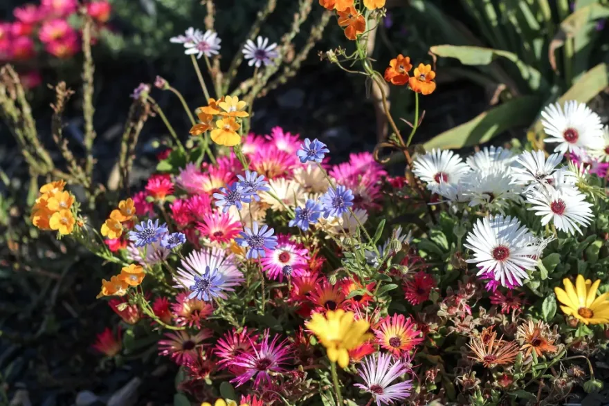 Babylonstoren酒店及农场丨南非开普敦丨Green Touch Studio,法国园林建筑师团队等-26