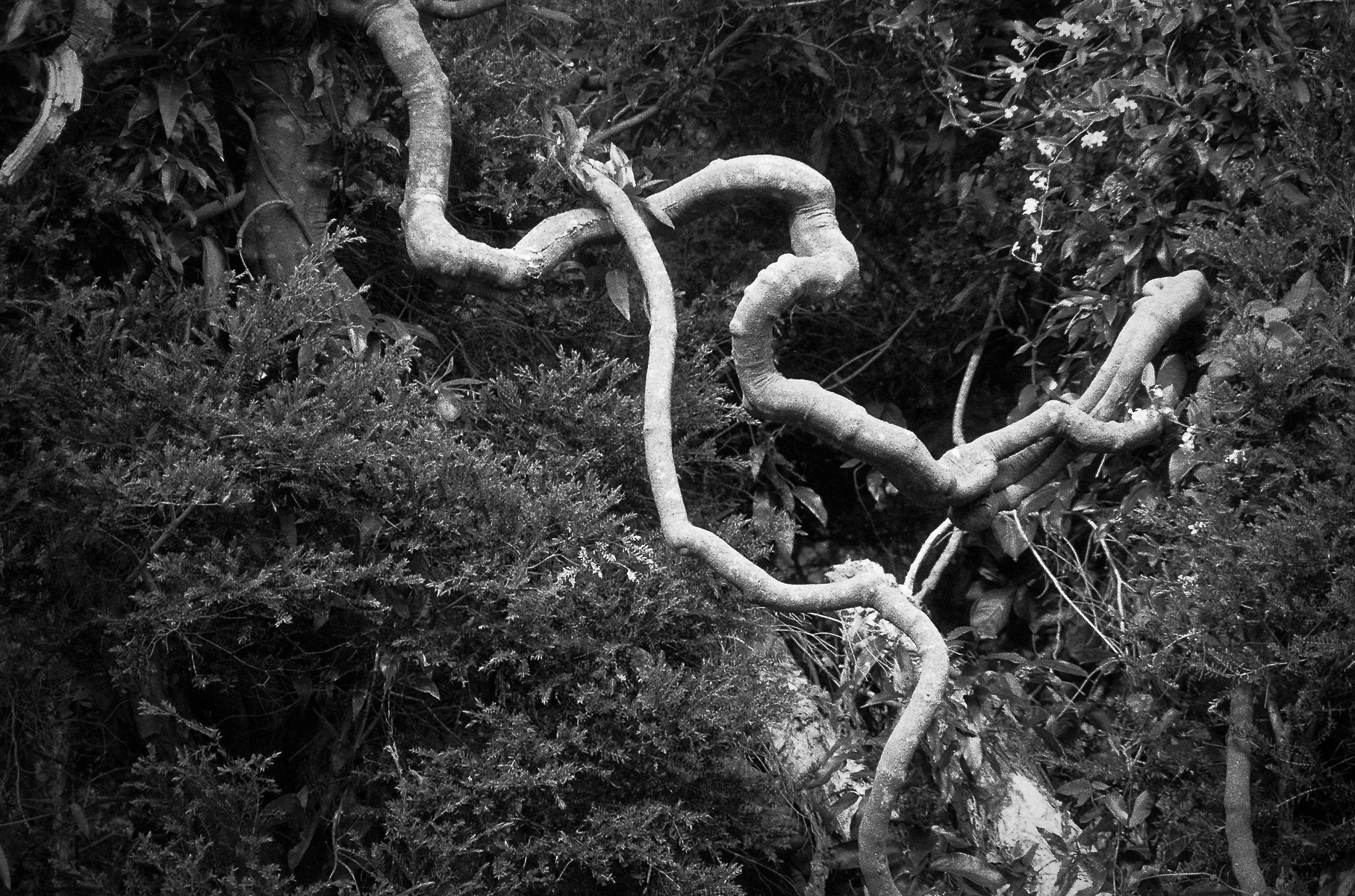 Images From Near Home - Fomapan 400-6