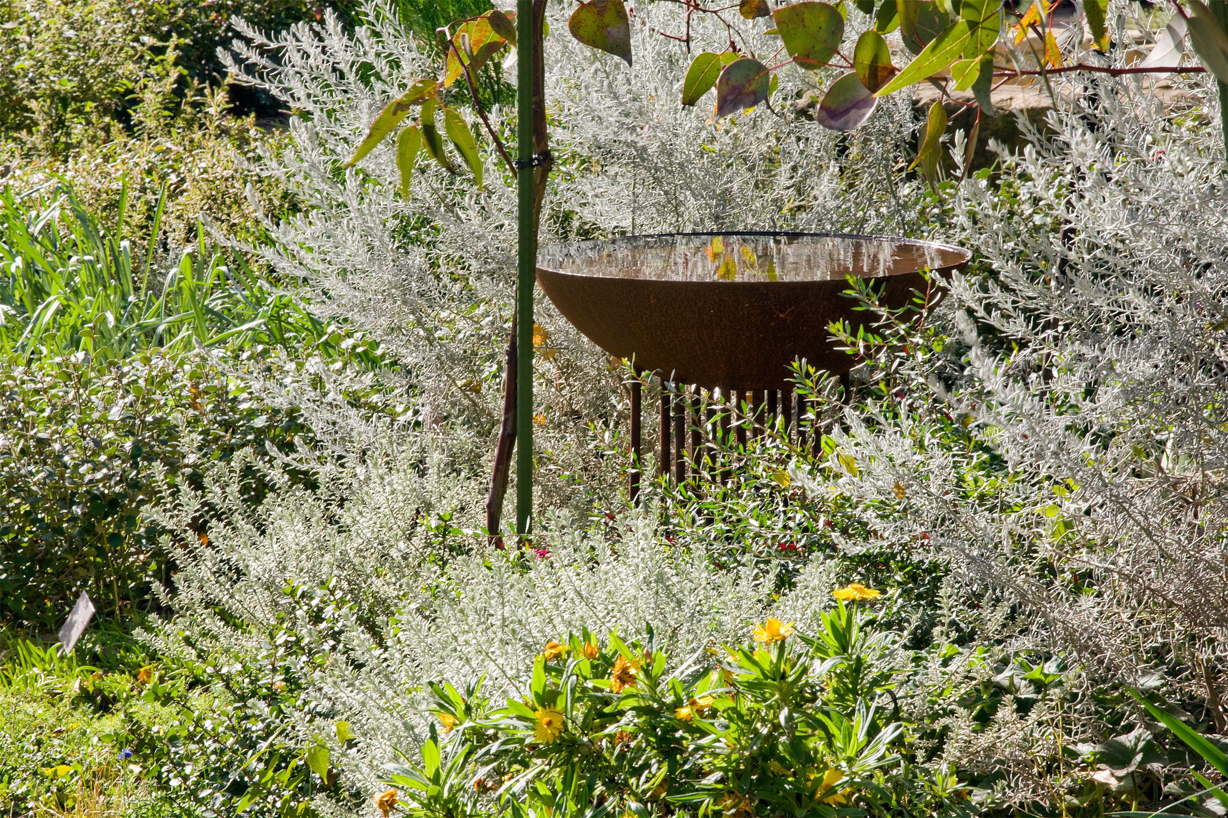 阿德莱德植物园本土花园丨澳大利亚阿德莱德丨TCL-19
