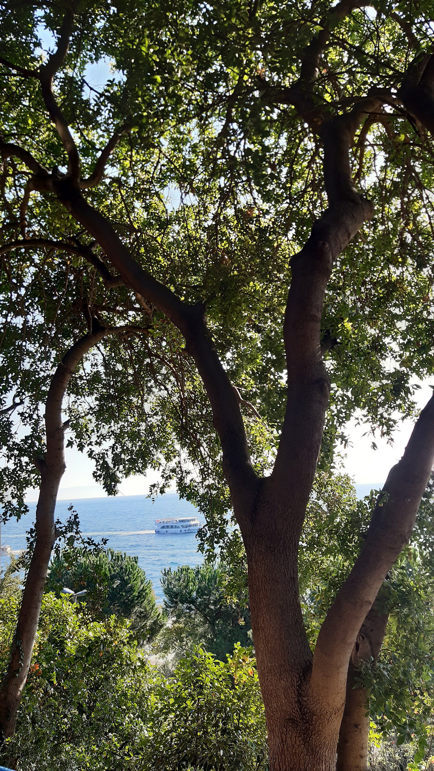 世界上的树木丨Sylvie D.-281