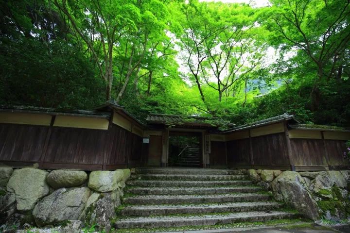 庭院满青苔，极美！-66