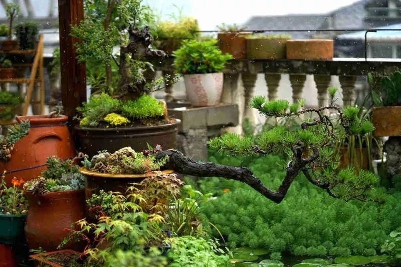 不惑之年，他自己动手建了一座楼顶花园，养花种菜喂鱼……-22