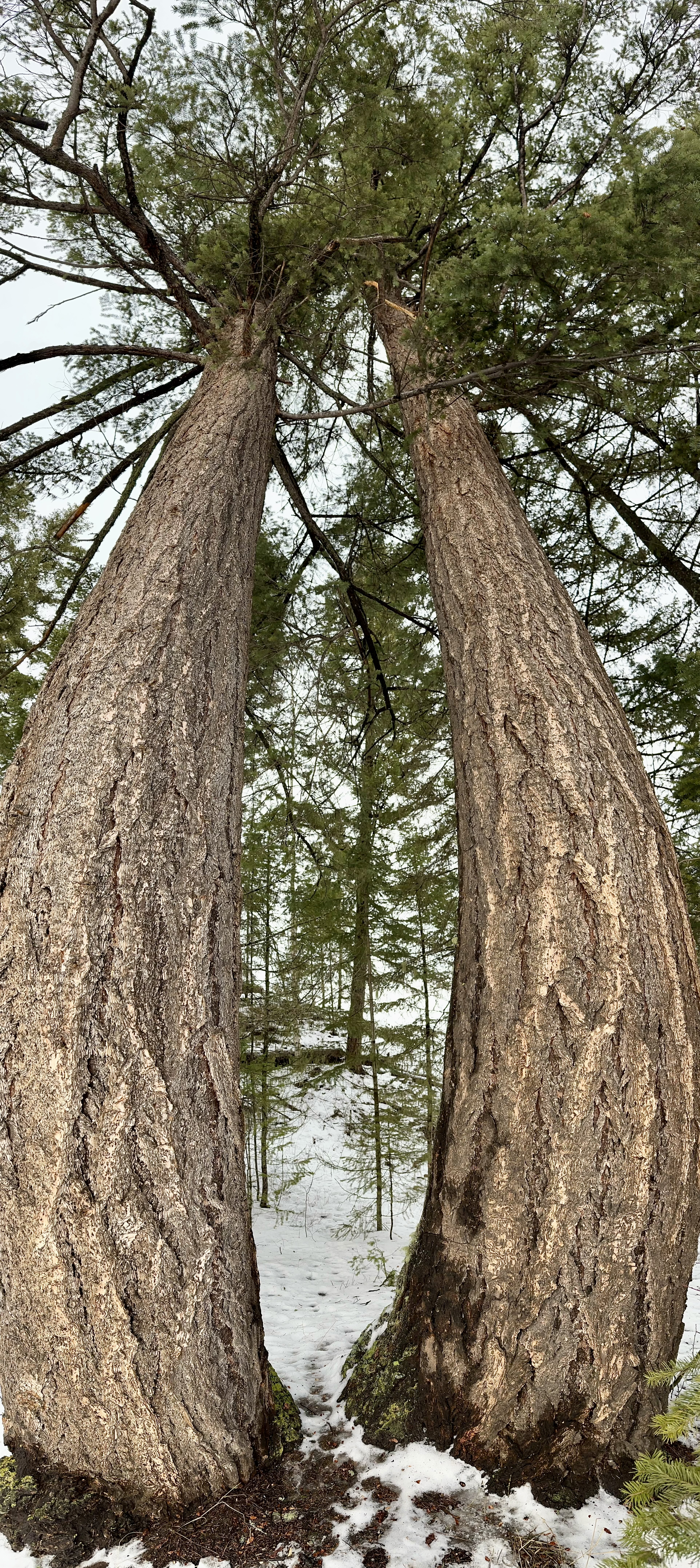 世界上的树木丨Sylvie D.-45