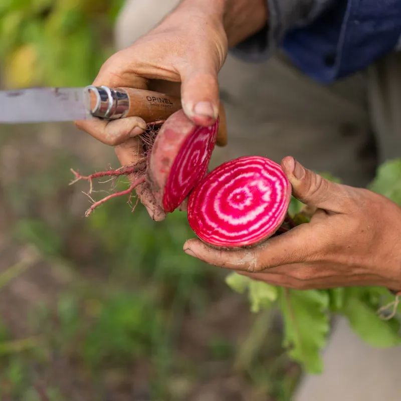野花农场度假村丨美国纽约丨Auberge Resorts Collection-13