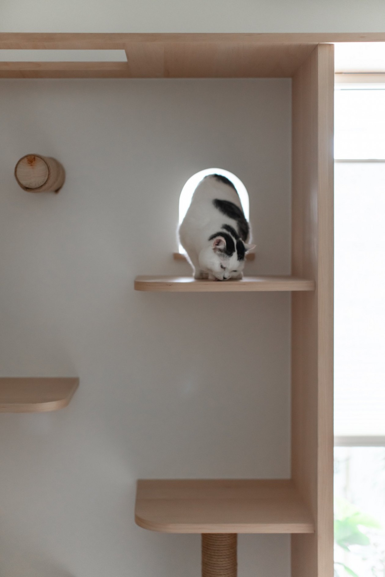 木介空间设计 · 猫的生活-9