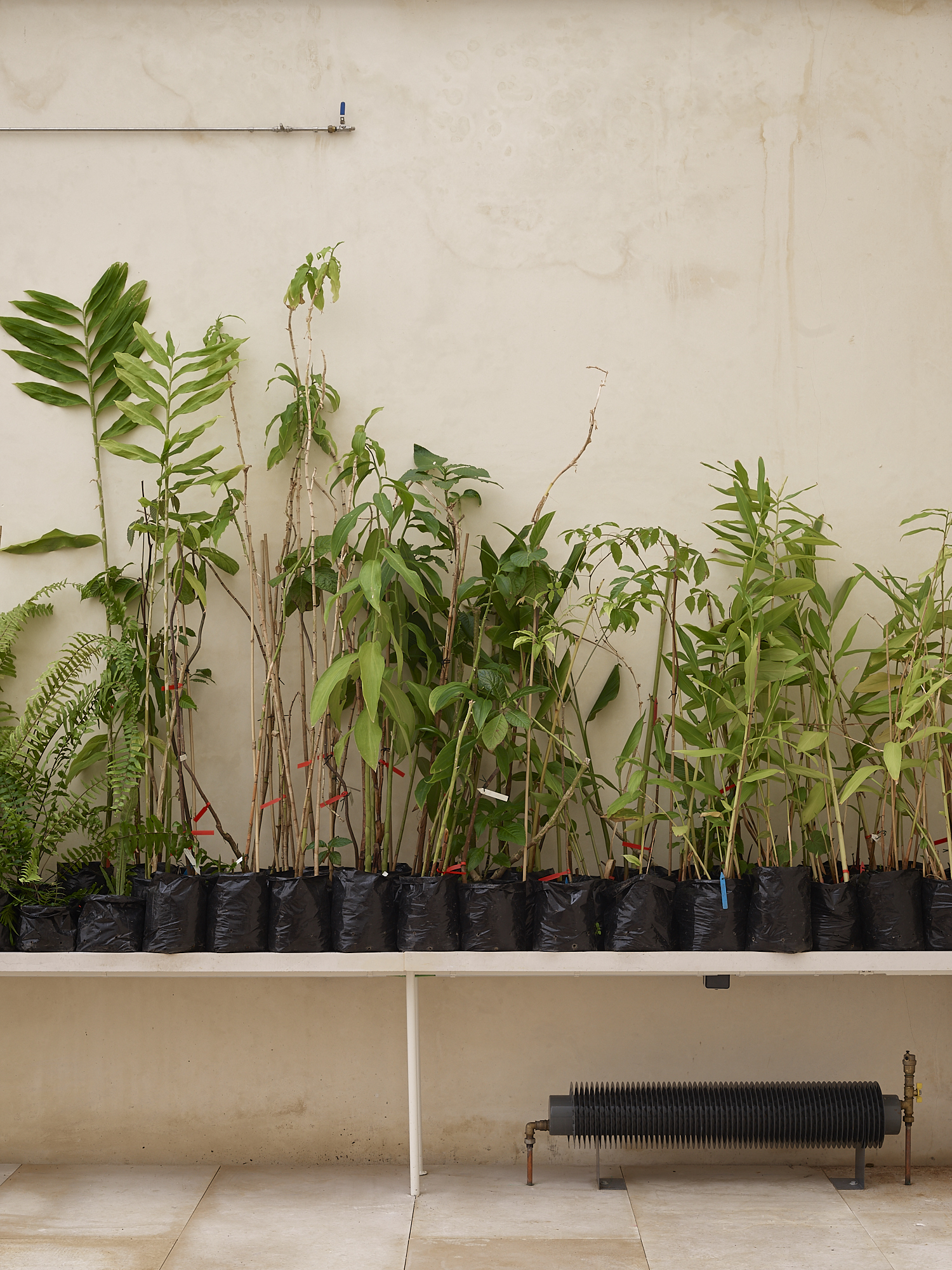 科英布拉大学植物园热带温室丨葡萄牙丨João Mendes Ribeiro-36