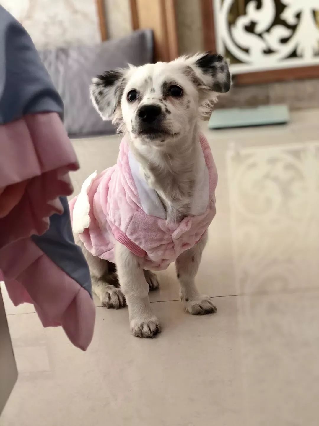 温暖 ENJOY | 从流浪狗到办公室宠儿的感人故事-36