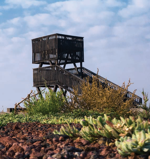 麻省理工科技评论：世界最大烂尾机场的再野化之路-144