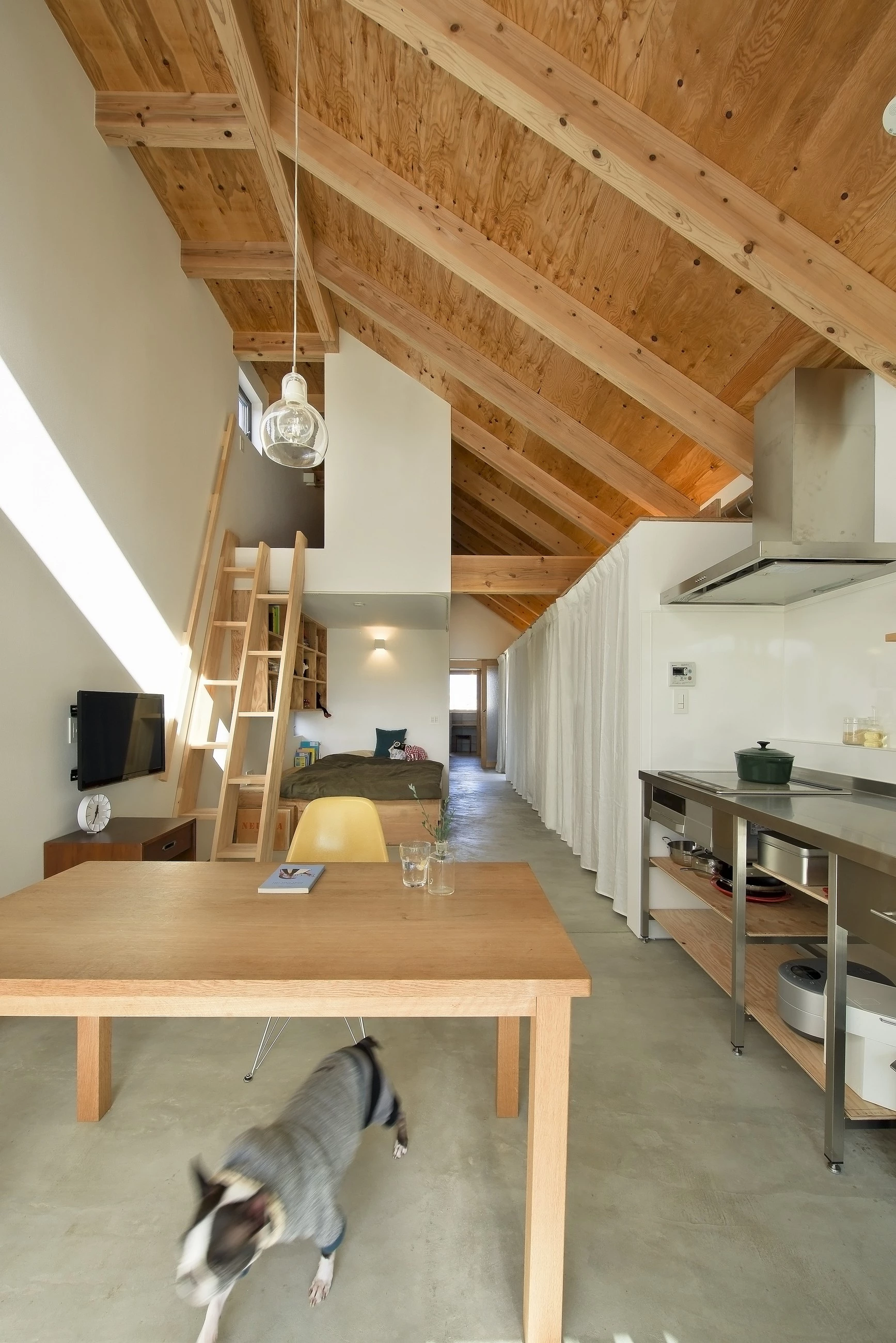 日本稻田中的“狗沙龙”住宅-20