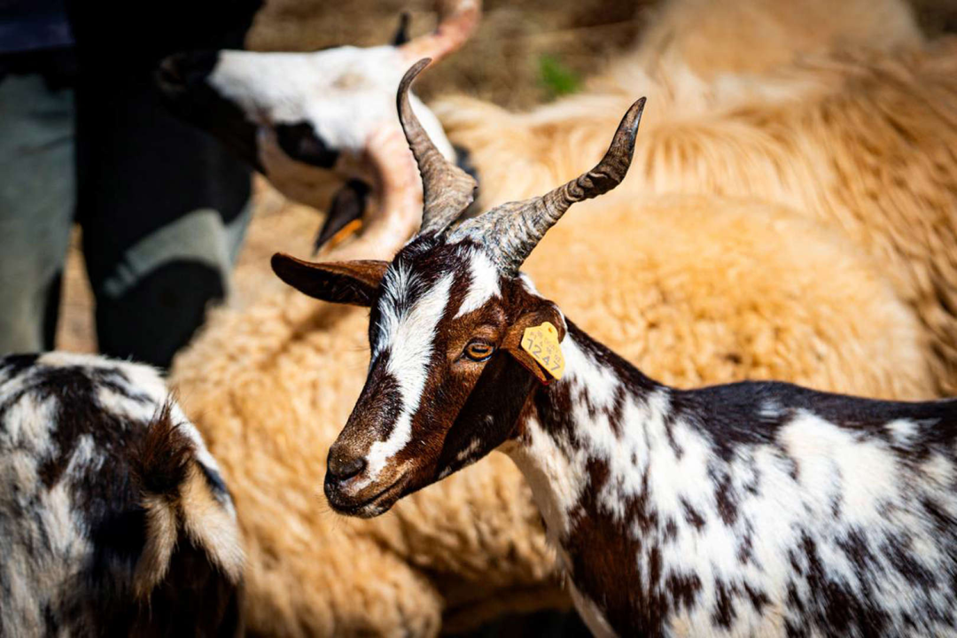 自建房丨葡萄牙丨Arkstudio,Madalena Rutkowski-75