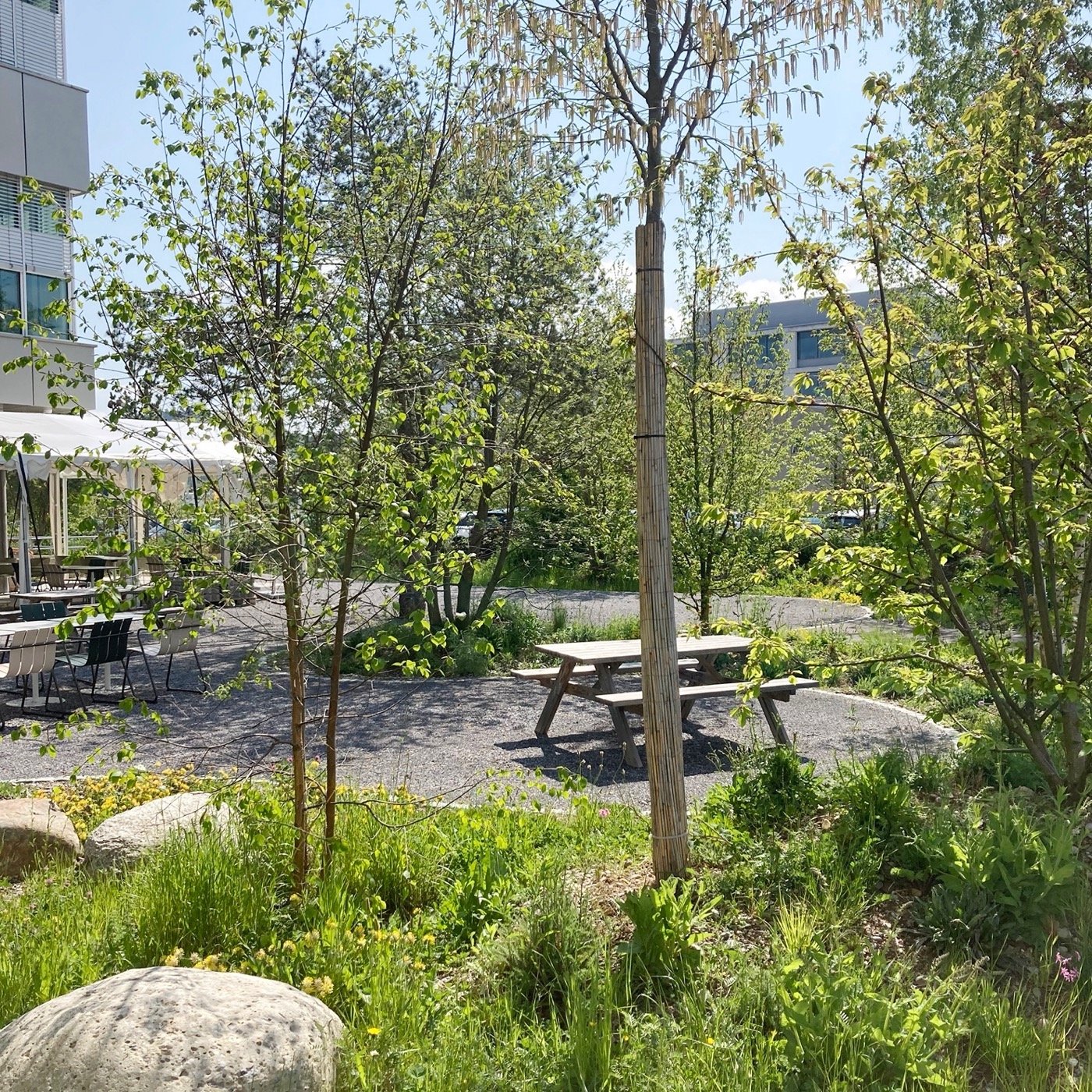 瑞士 DSM 创新校园-4