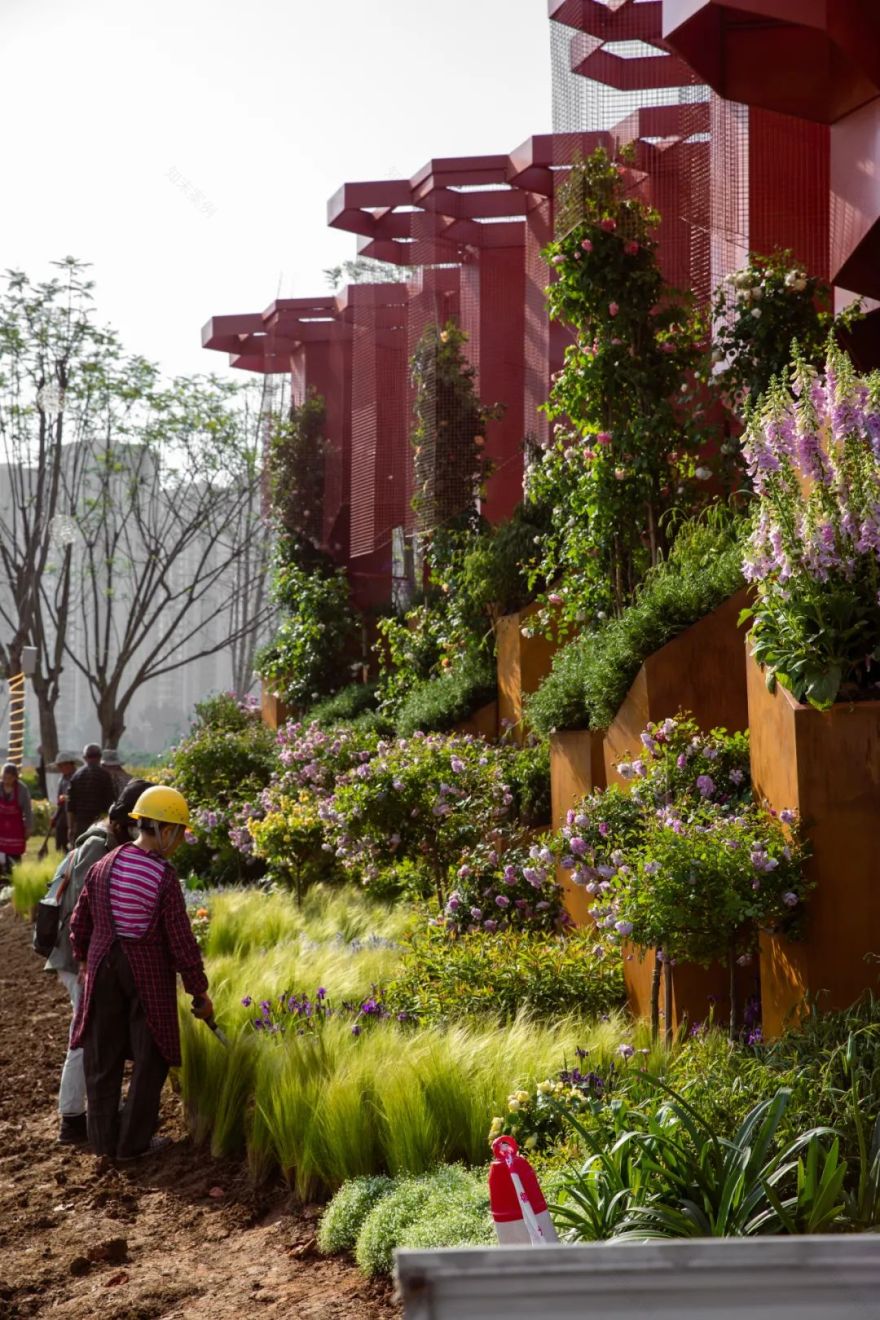 2023德阳市花月季展德阳园 | 齿轮花园-129