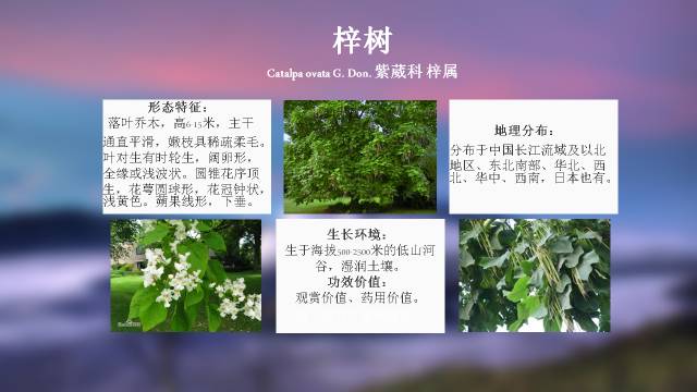 秋凌景观陪伴你学习的第3128天-13