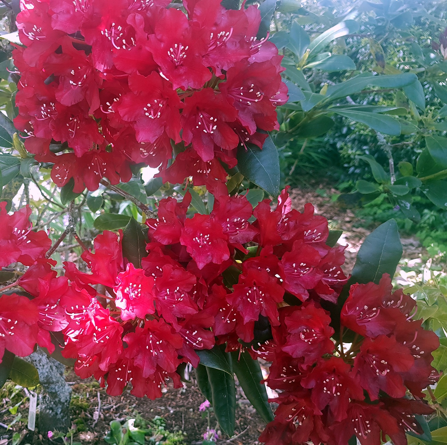 Cairnhill私人花园-22