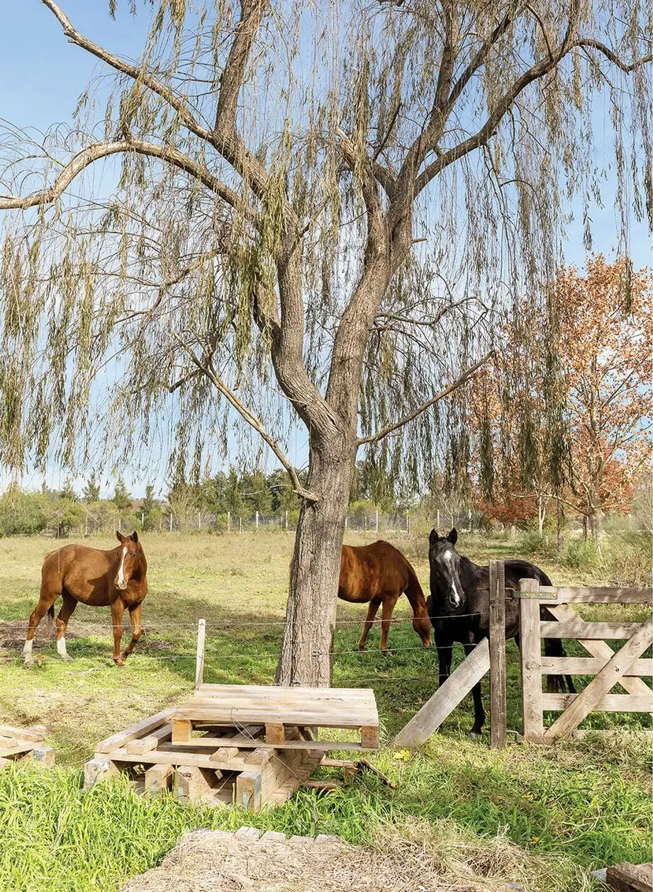 阿根廷艺术家的玻璃屋工作室-12