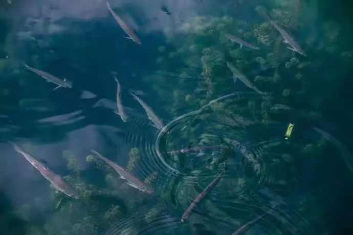 山居艺术 | 云间桃树,泉鸣林深-50