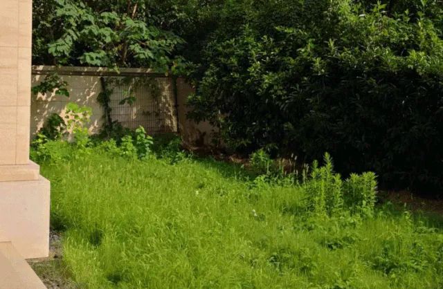 欧式花园的灵动与和谐-34