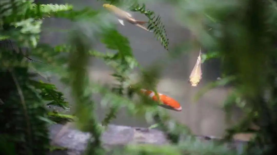 本意空间设计|荣获2025美国un设计大奖·金奖-72