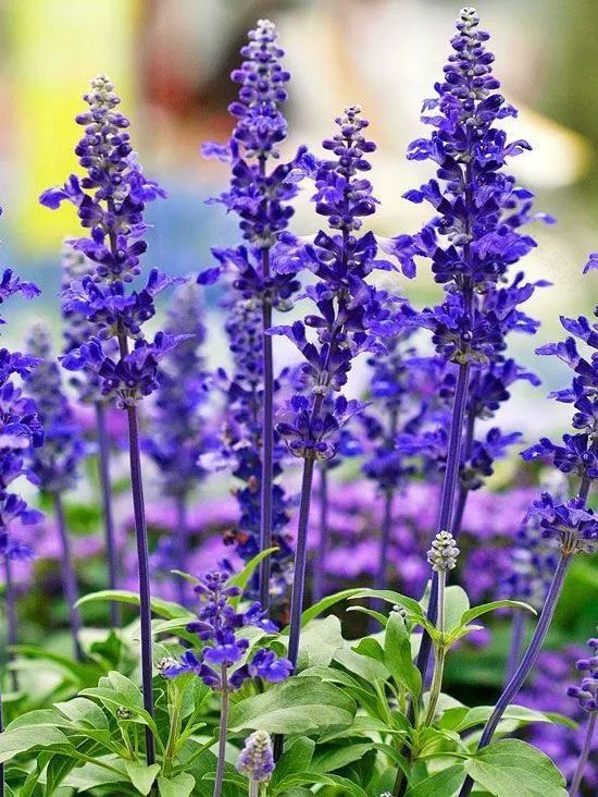 夏日花园养护攻略,打造梦想花园-27