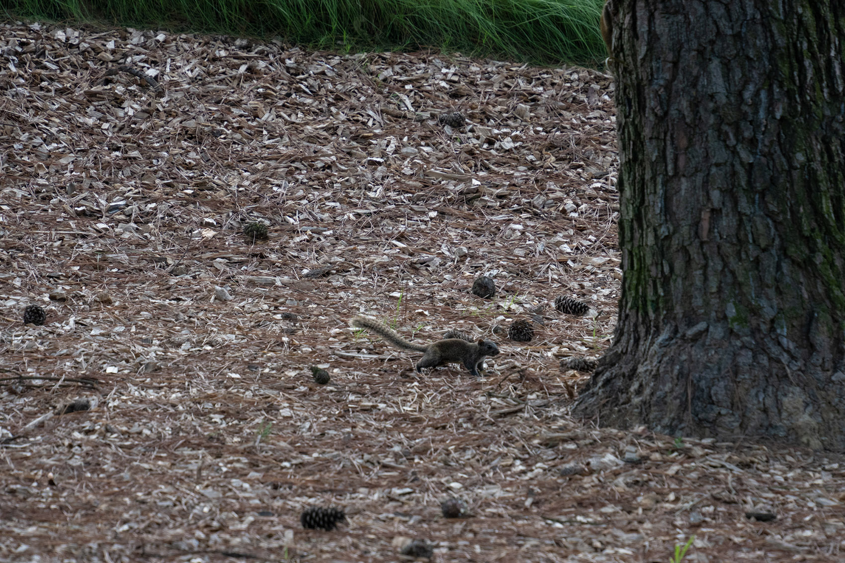 西湖高尔夫丨中国杭州丨NCD Studio 玖鹿设计-83