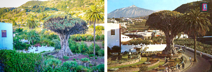 德拉戈植物园丨Fernando Menis-18