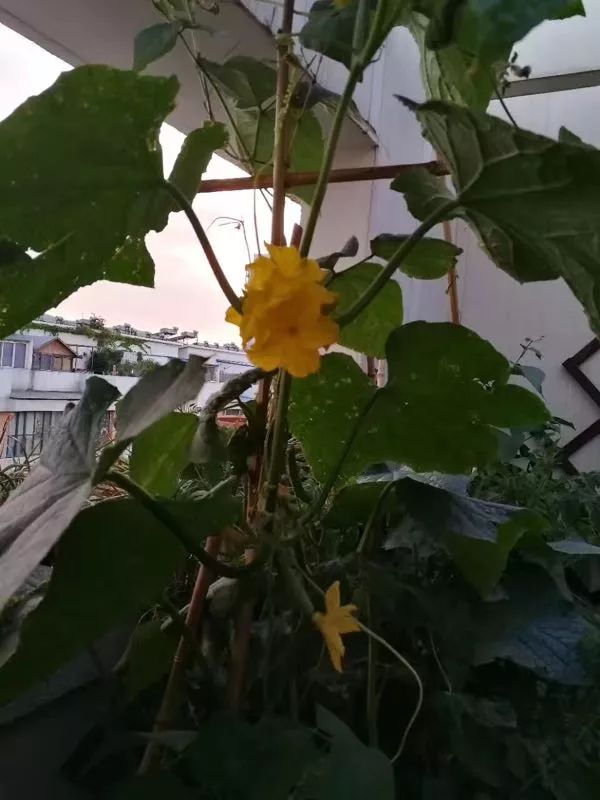 园艺生活，城市小菜园的诗意设计-35