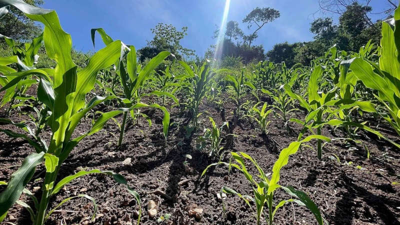 Vida Verde社区教育空间项目丨委内瑞拉加拉加斯-59