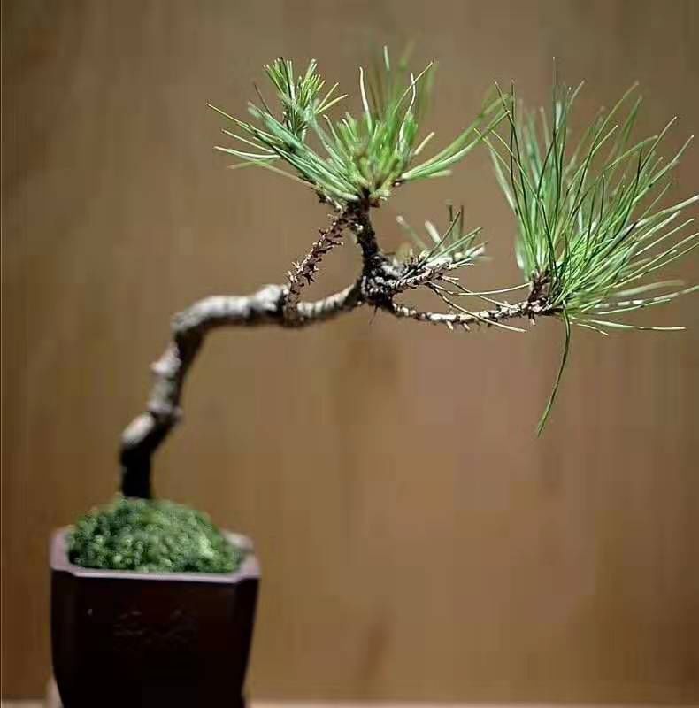 盆景艺术 | 寂静的诗，立体的画-22