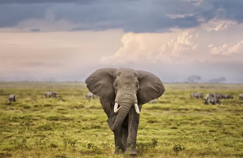 自然主义家居设计 | 释放野性与自然之美-20