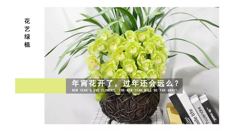 年宵花盛开，春节家装添喜气-8