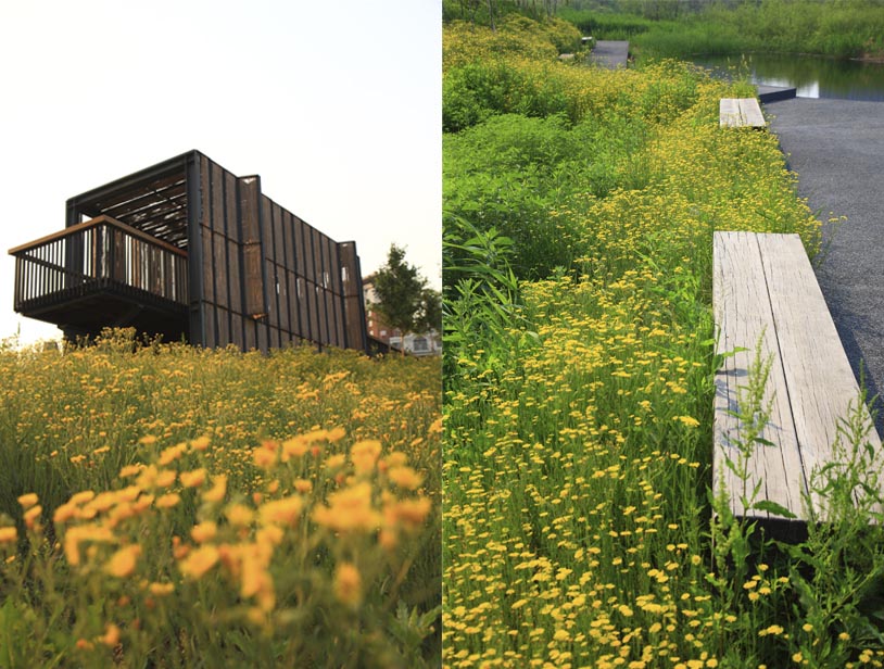 Qunli Stormwater Park（群力雨水公园）丨中国哈尔滨丨Turenscape-25