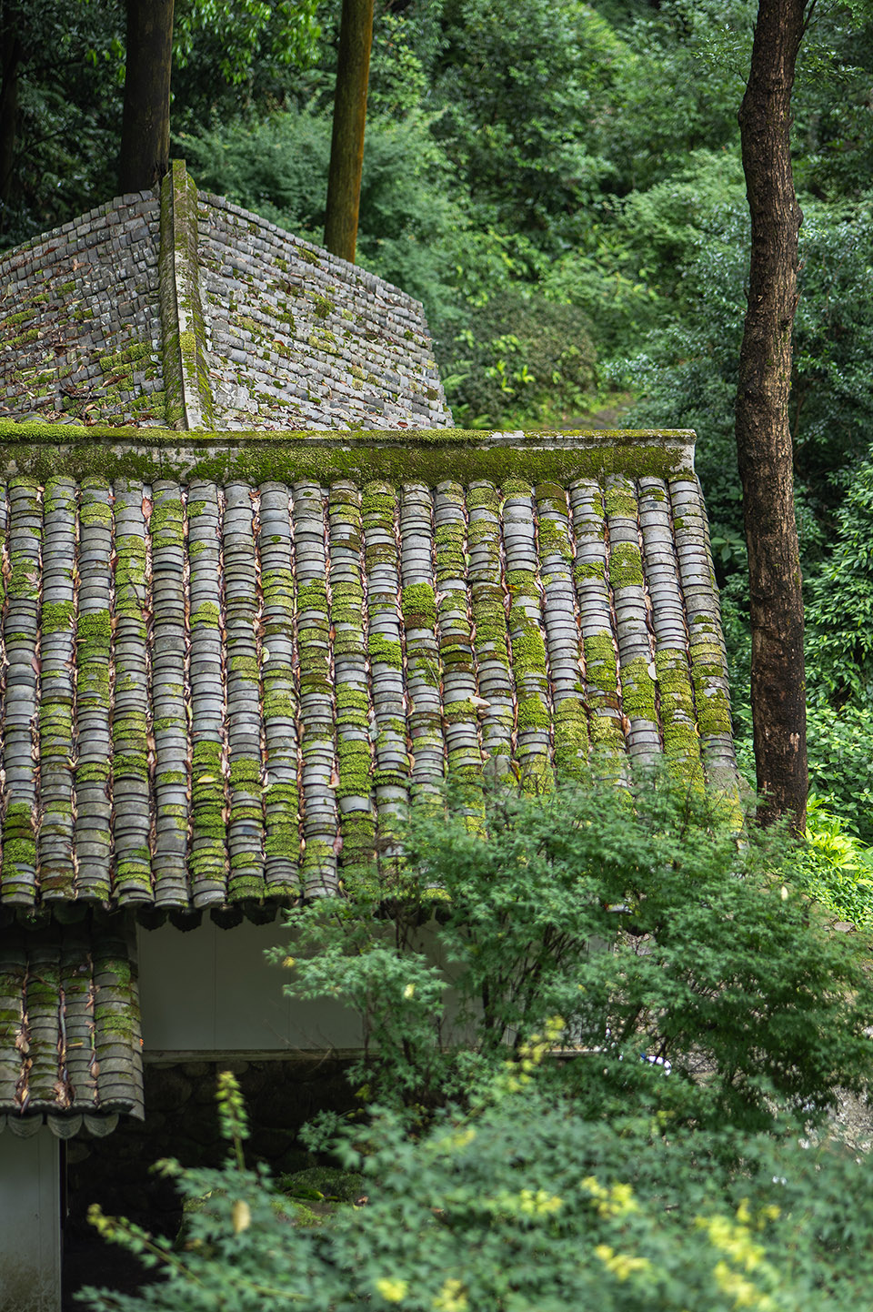 雁荡山风景区:业态复活与更新（山林系列）丨中国温州丨慢珊瑚设计-146