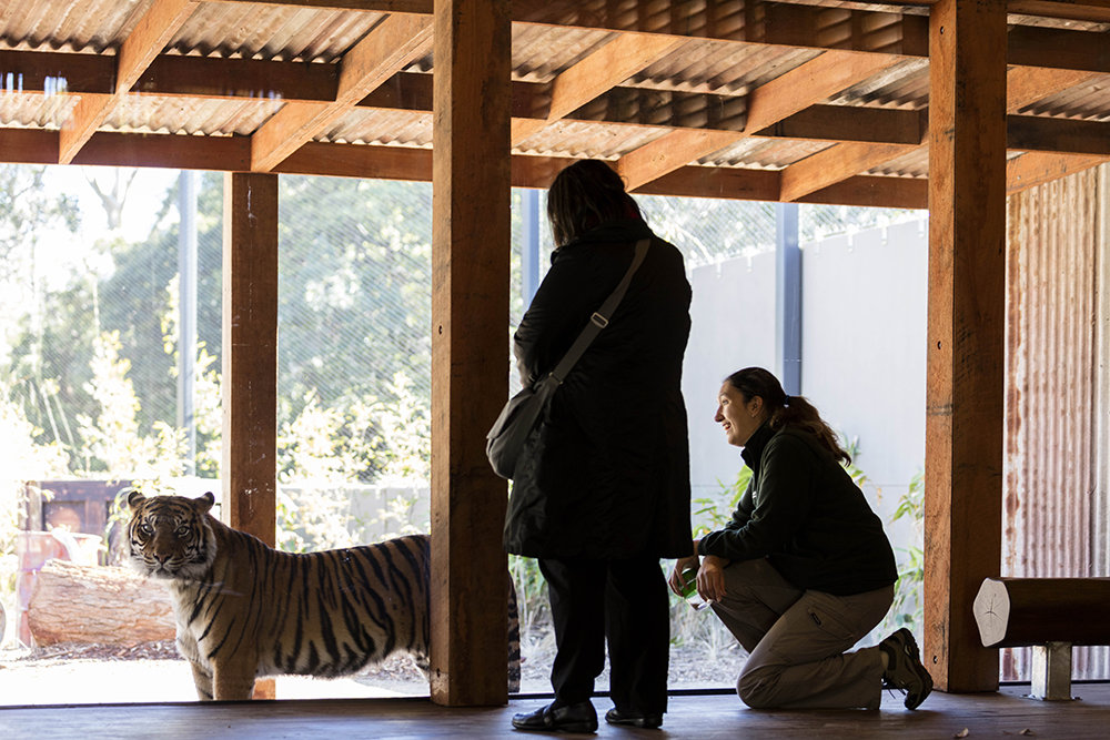 苏门答腊虎冒险·塔隆加动物园新展设计-0