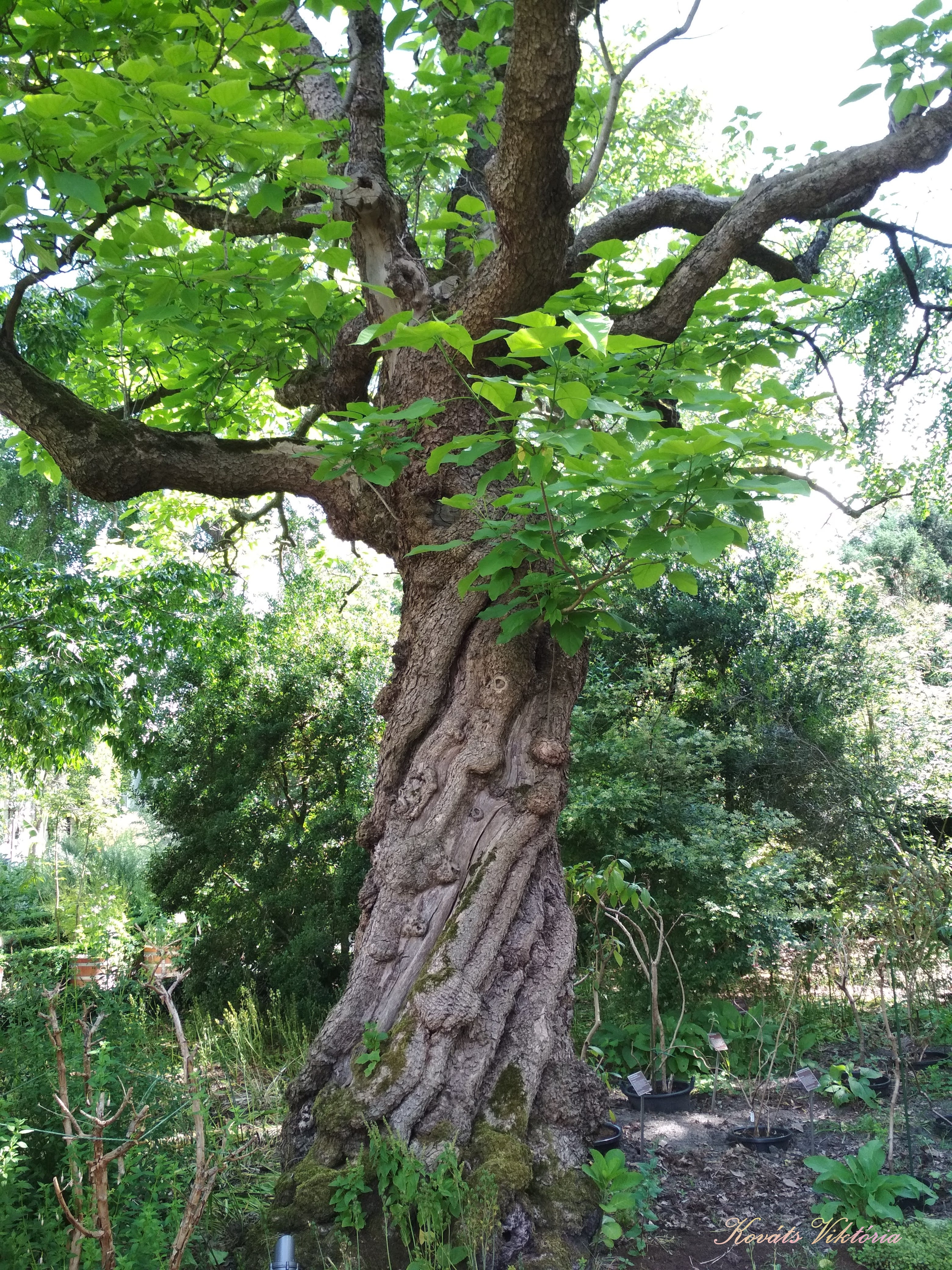 世界上的树木丨Sylvie D.-69