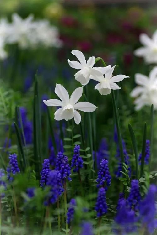 春天里的花海 · 适合种植的花草推荐-23