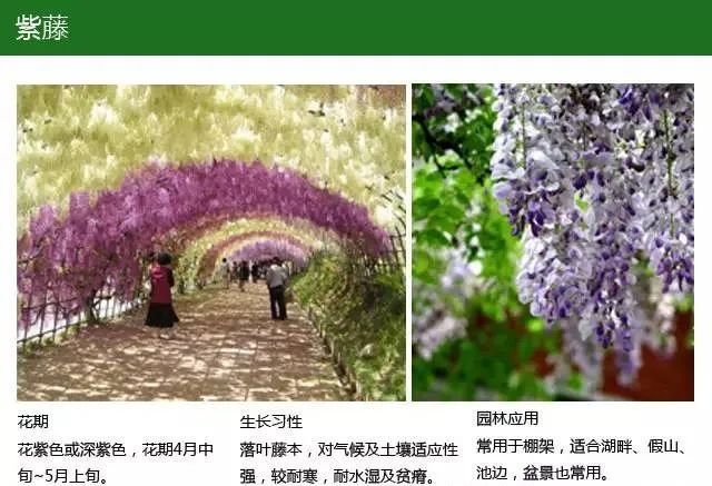 全方位植物设计课程，实战训练，案例示范，作业一对一指导-59