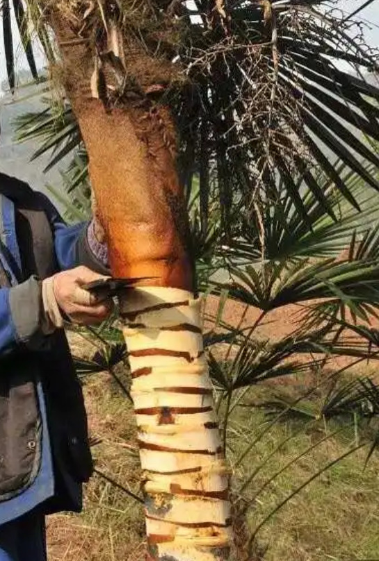 四川棕榈厕所丨中国四川-40