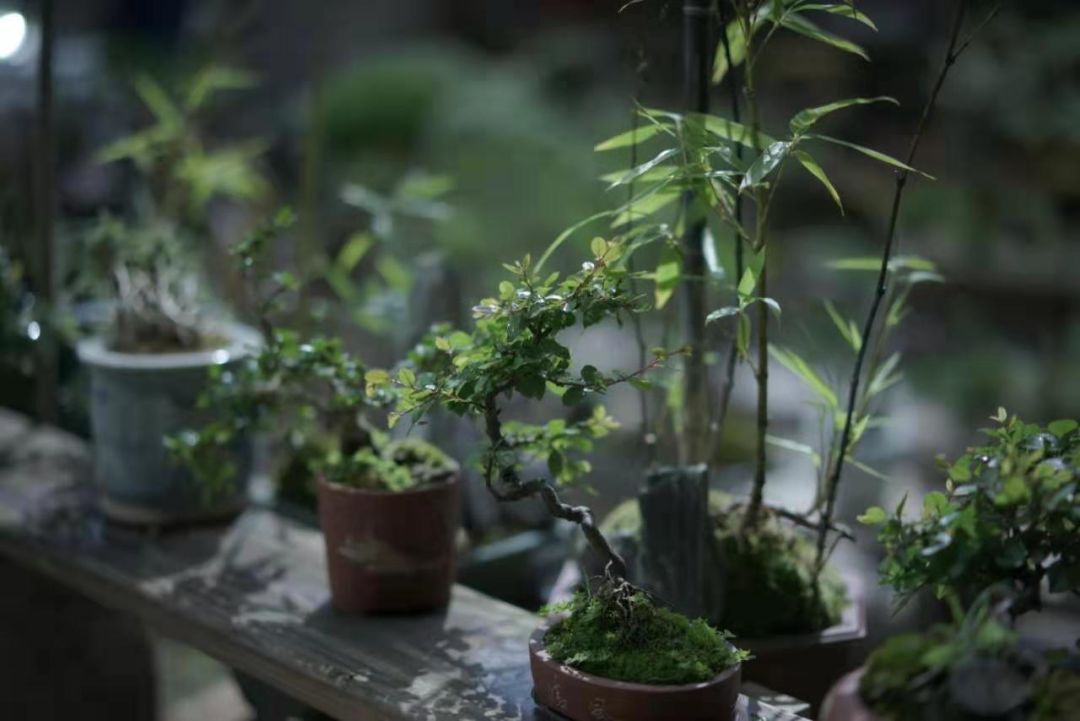 盆景艺术 | 寂静的诗，立体的画-5