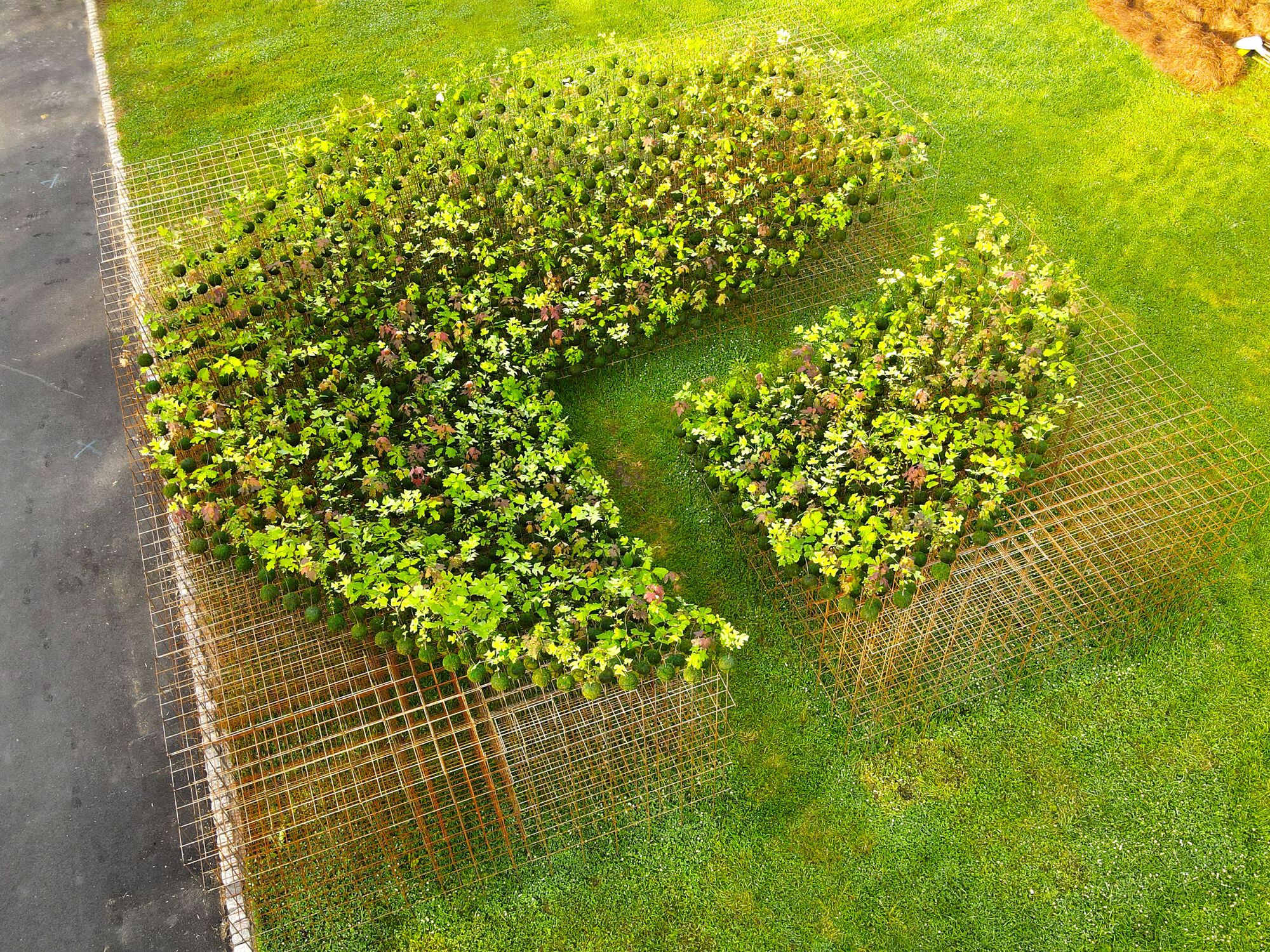 Kokedama Forest Installation,可持续微型森林雕塑-27